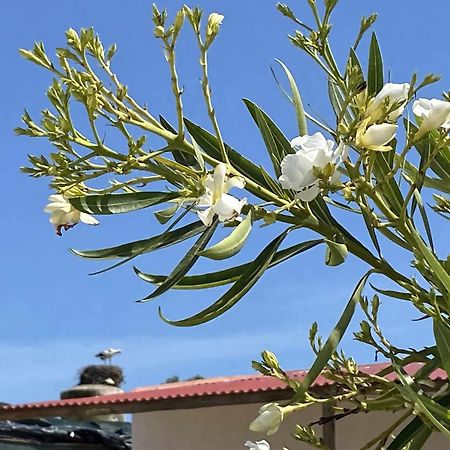Herdade Dos Salgados Do Fialho ファロ エクステリア 写真