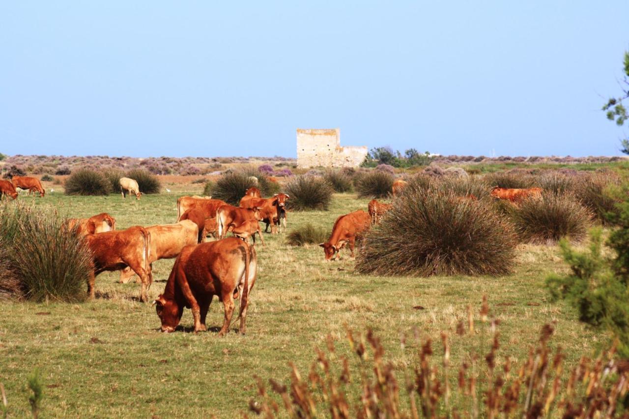 Herdade Dos Salgados Do Fialho ファロ エクステリア 写真