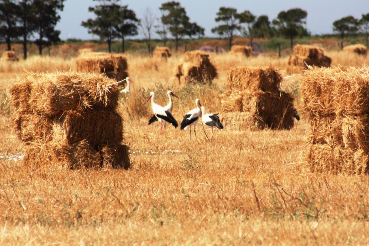 Herdade Dos Salgados Do Fialho ファロ エクステリア 写真