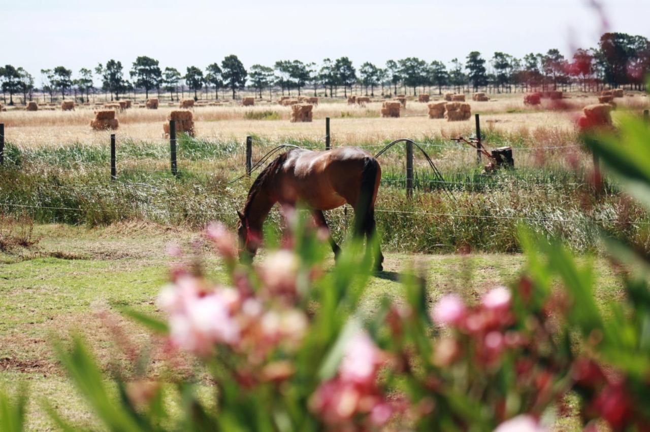 Herdade Dos Salgados Do Fialho ファロ エクステリア 写真
