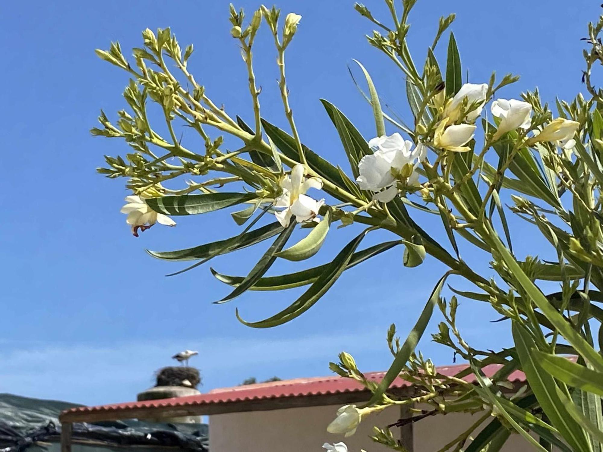 Herdade Dos Salgados Do Fialho ファロ エクステリア 写真